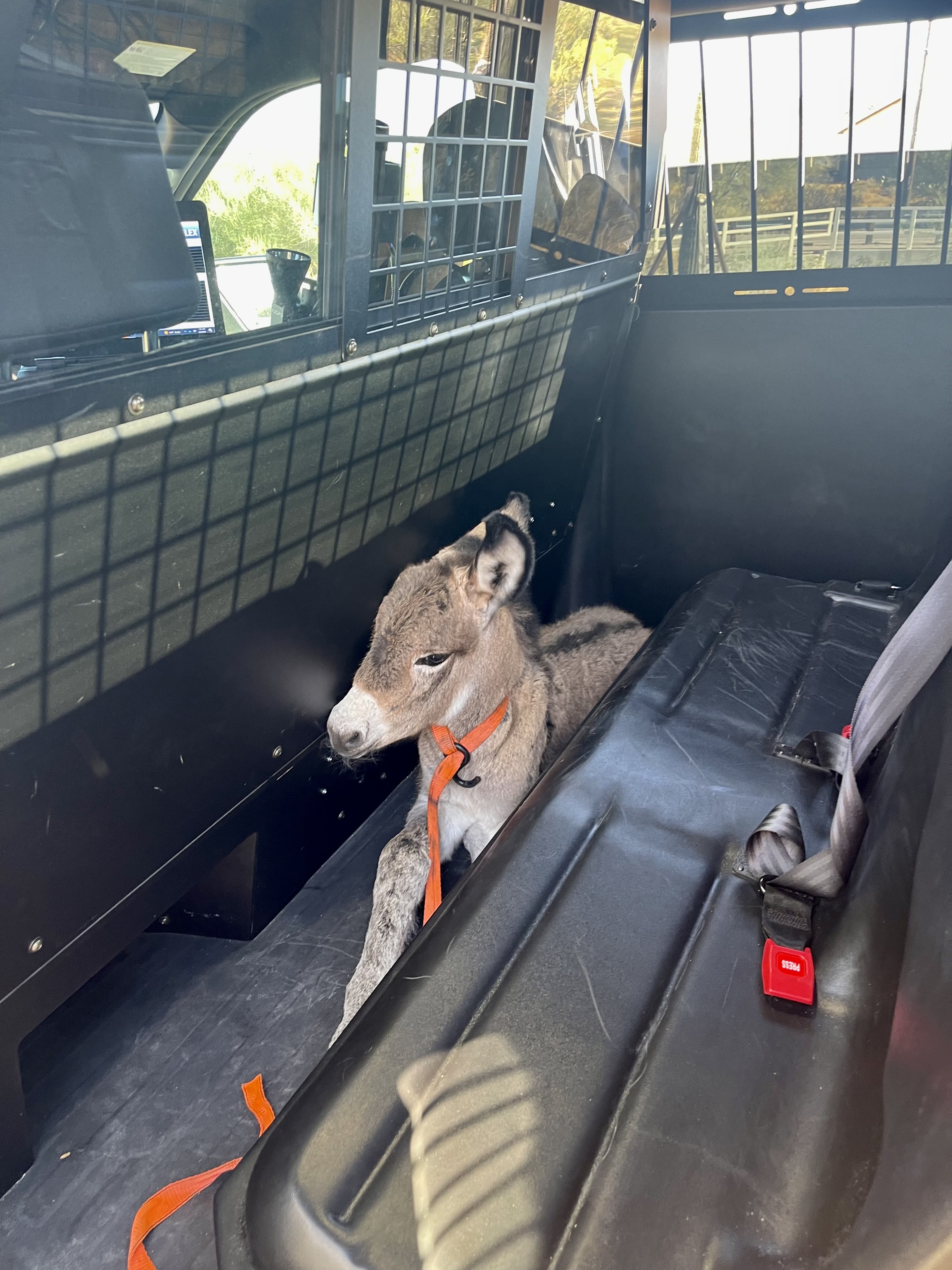 Baby burro in the back of a patrol vehicle being taken to a rescue