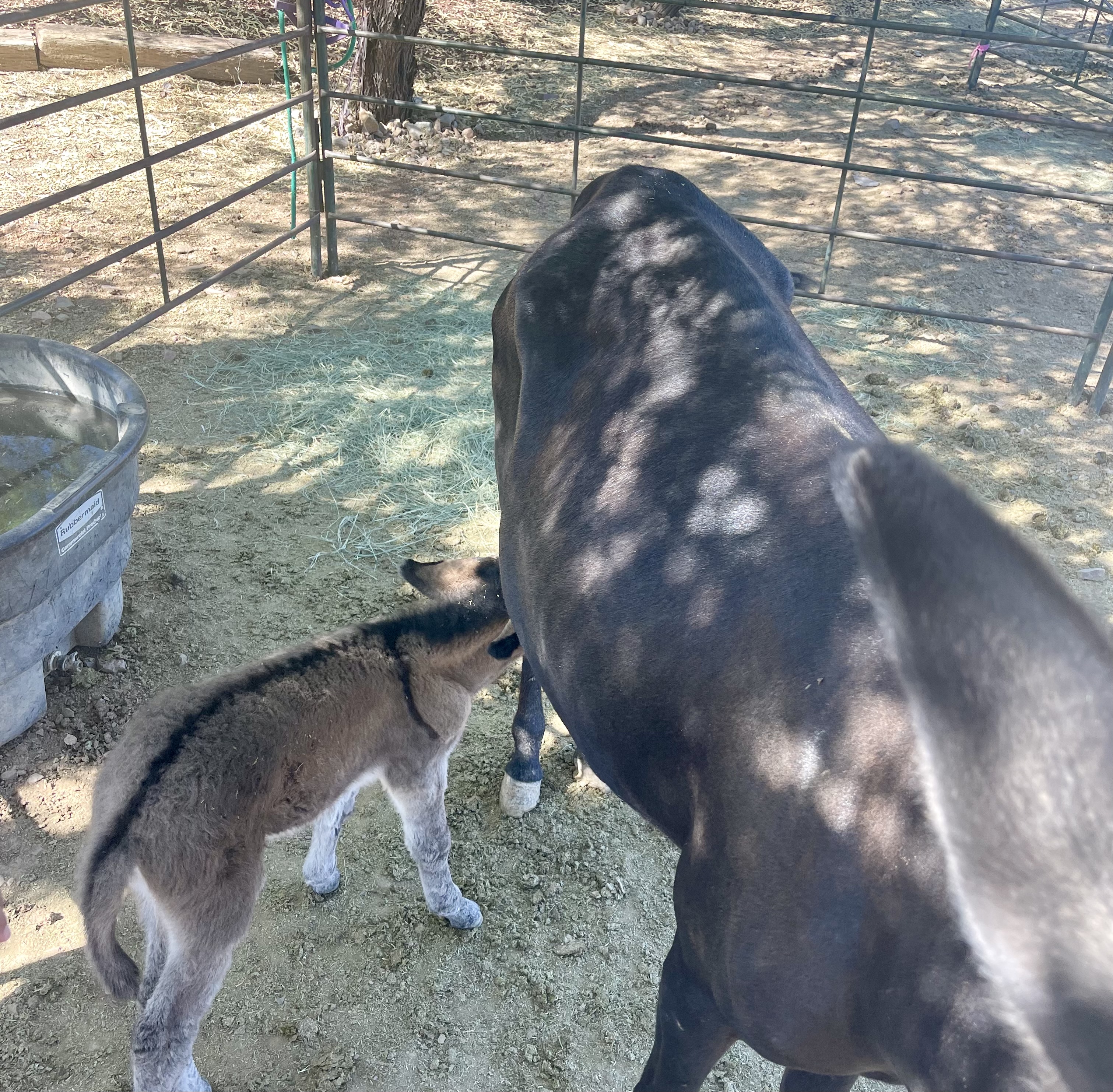 Baby burro Roger feeding at the rescue