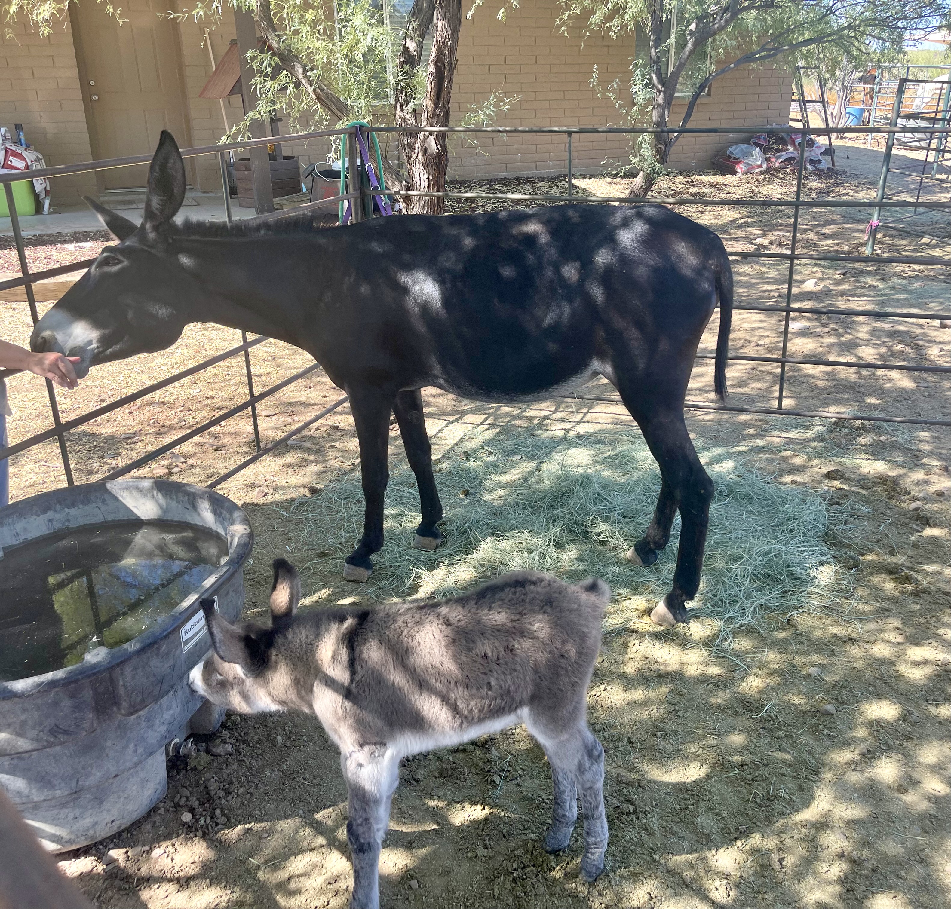 Baby burro "Roger" at the rescue