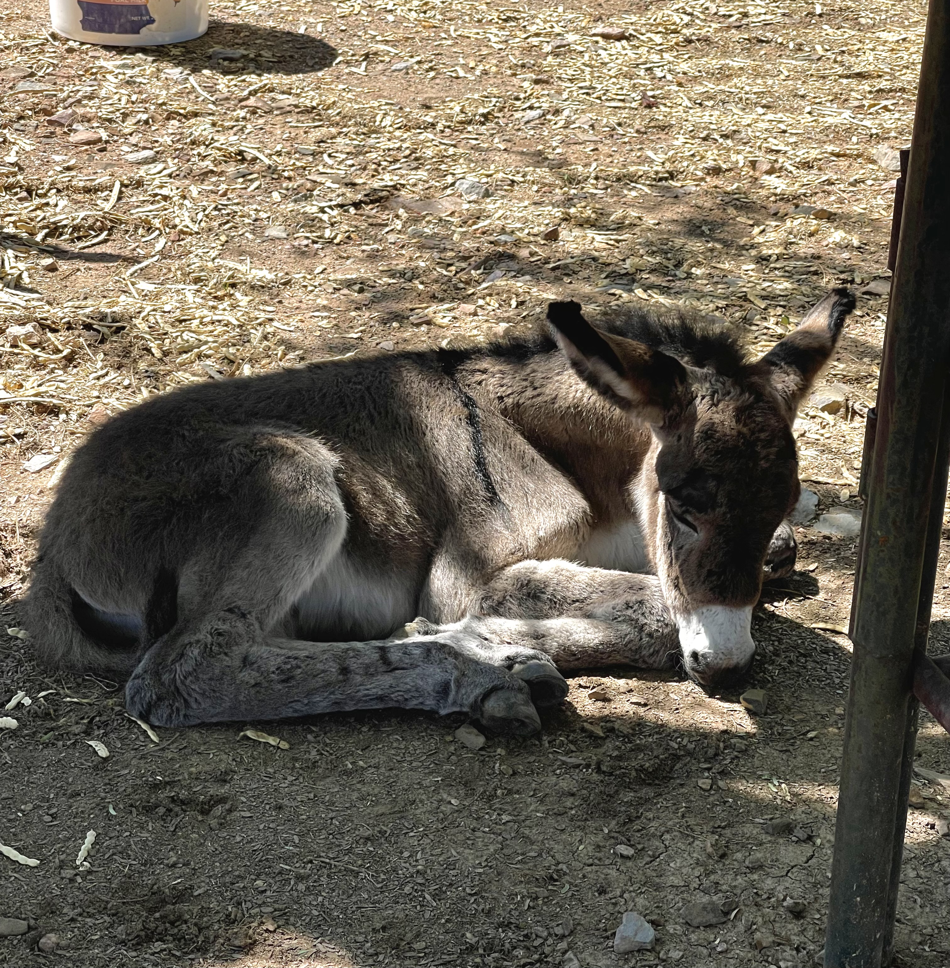 Baby burro "Roger" at the rescue