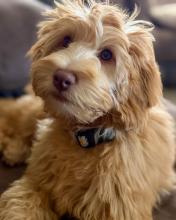 A photo of Daisy, a brown/tan Australian labradoodle