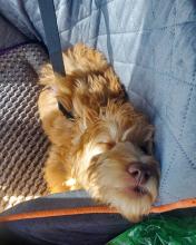 Daisy, a brown/tan Australian labradoodle, sleeps in the passenger seat of a car
