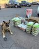 An AZDPS K9 pictured next to meth bundles